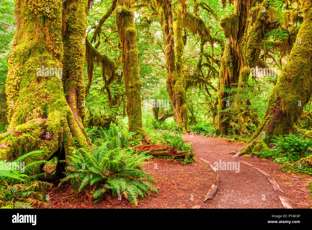 Hall von Moosen in Olympic National Park, Washington, USA. Stockfoto