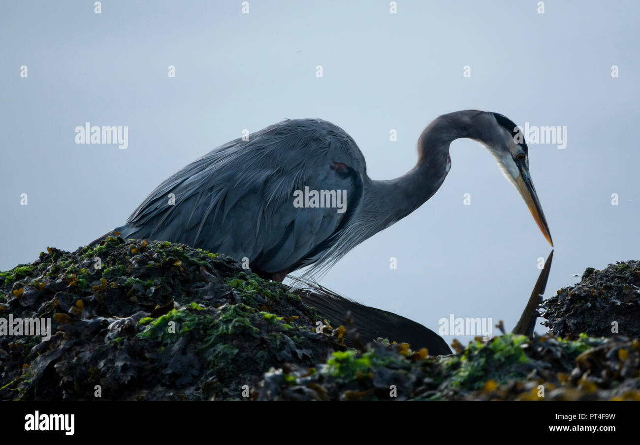 Ein Great Blue Heron Jagd am Ufer des Inneren Hafen in Victoria, British Columbia. Stockfoto