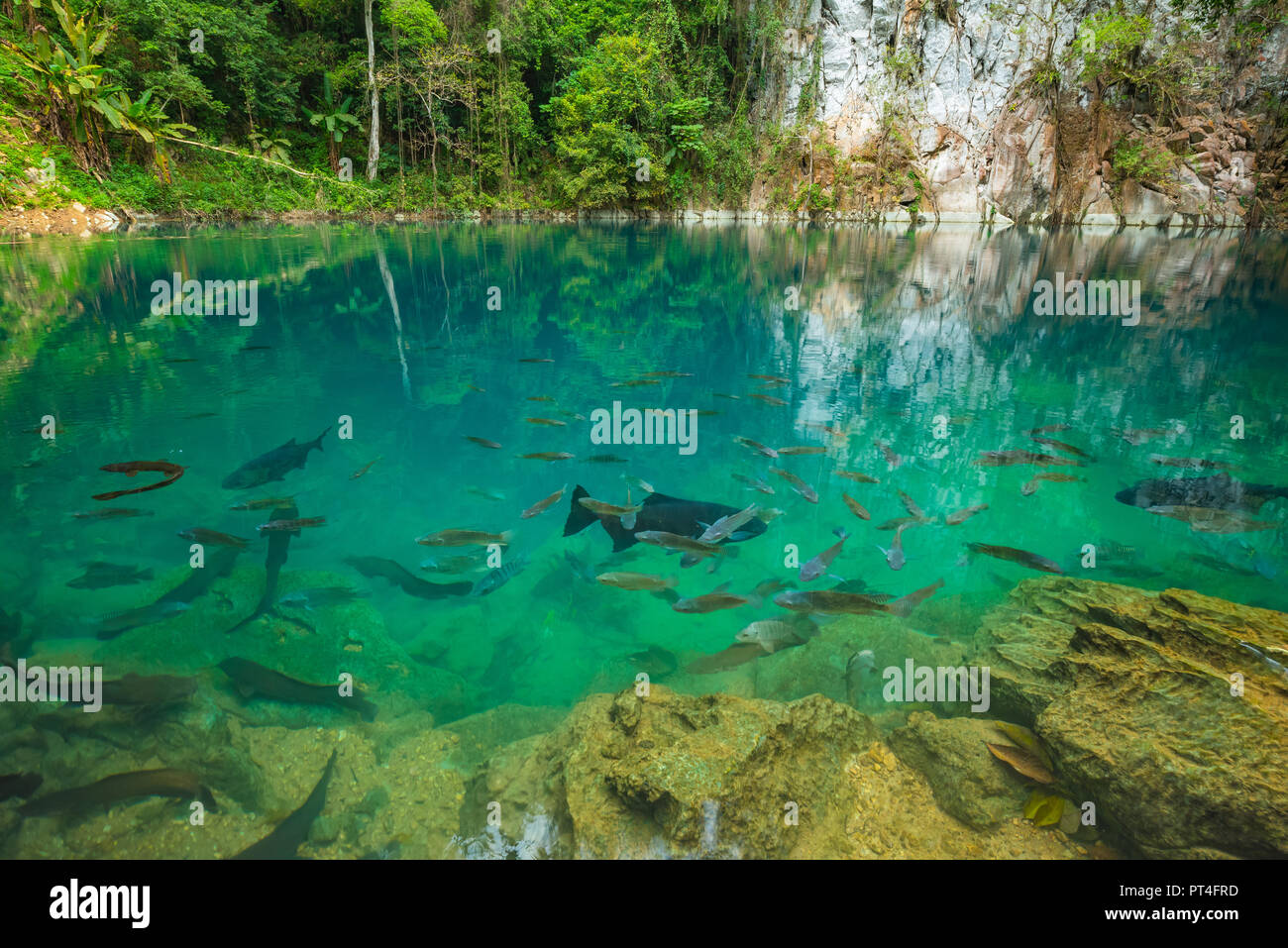Lom Phu Kiew Teich mit kristallklarem Wasser und eine Gruppe von Fischen eine berühmte Touristenattraktion der Provinz Lampang, Thailand Stockfoto