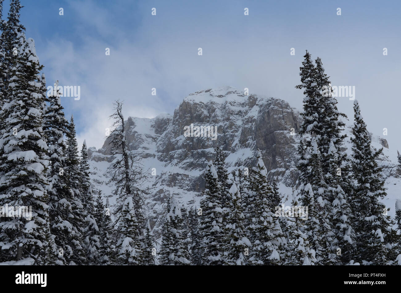 Top der schneebedeckten Berge, umgeben von immergrünen Stockfoto