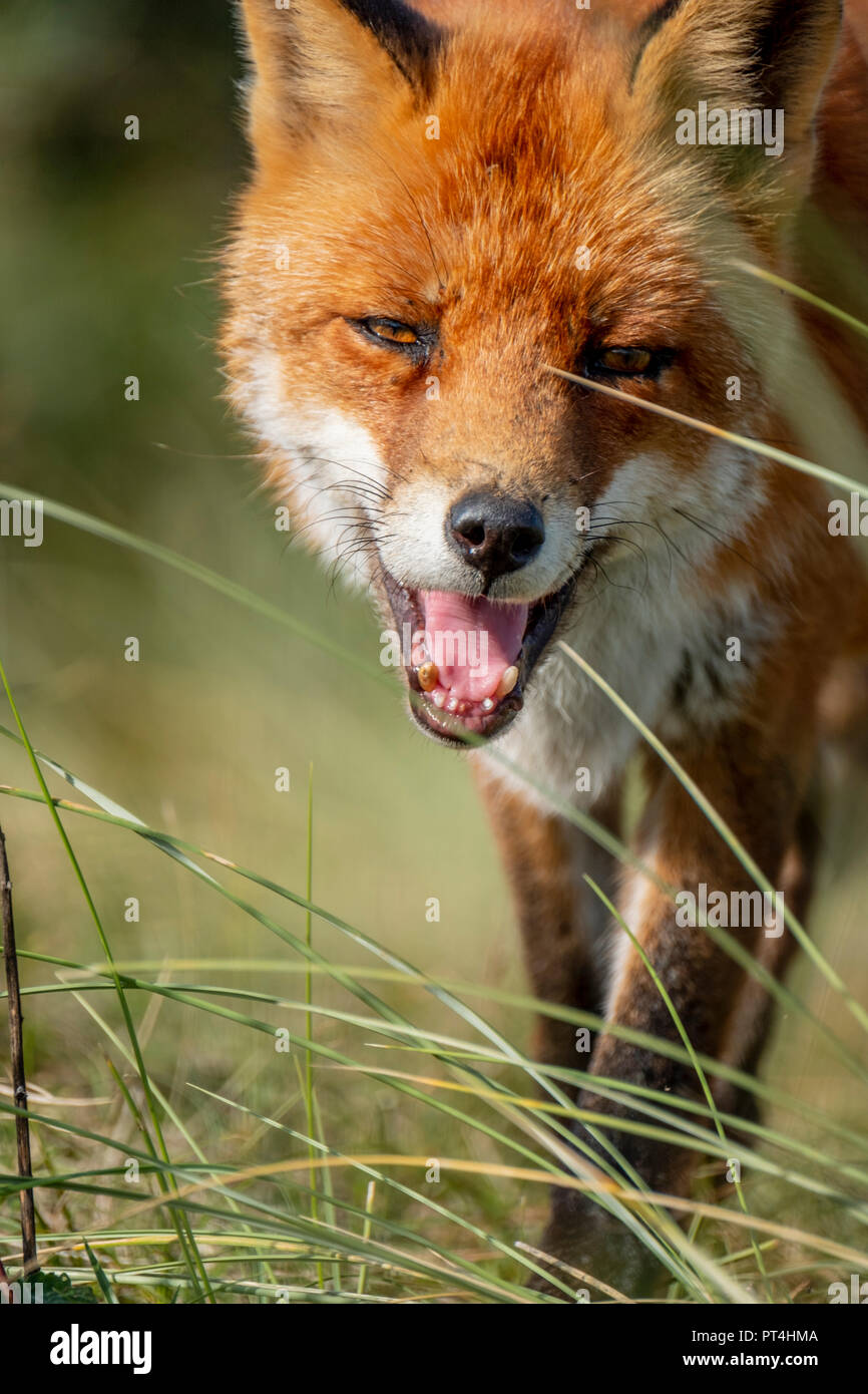 Kopf eines starren Europäischen Red Fox (Vulpes vulpes) Nahaufnahme Stockfoto