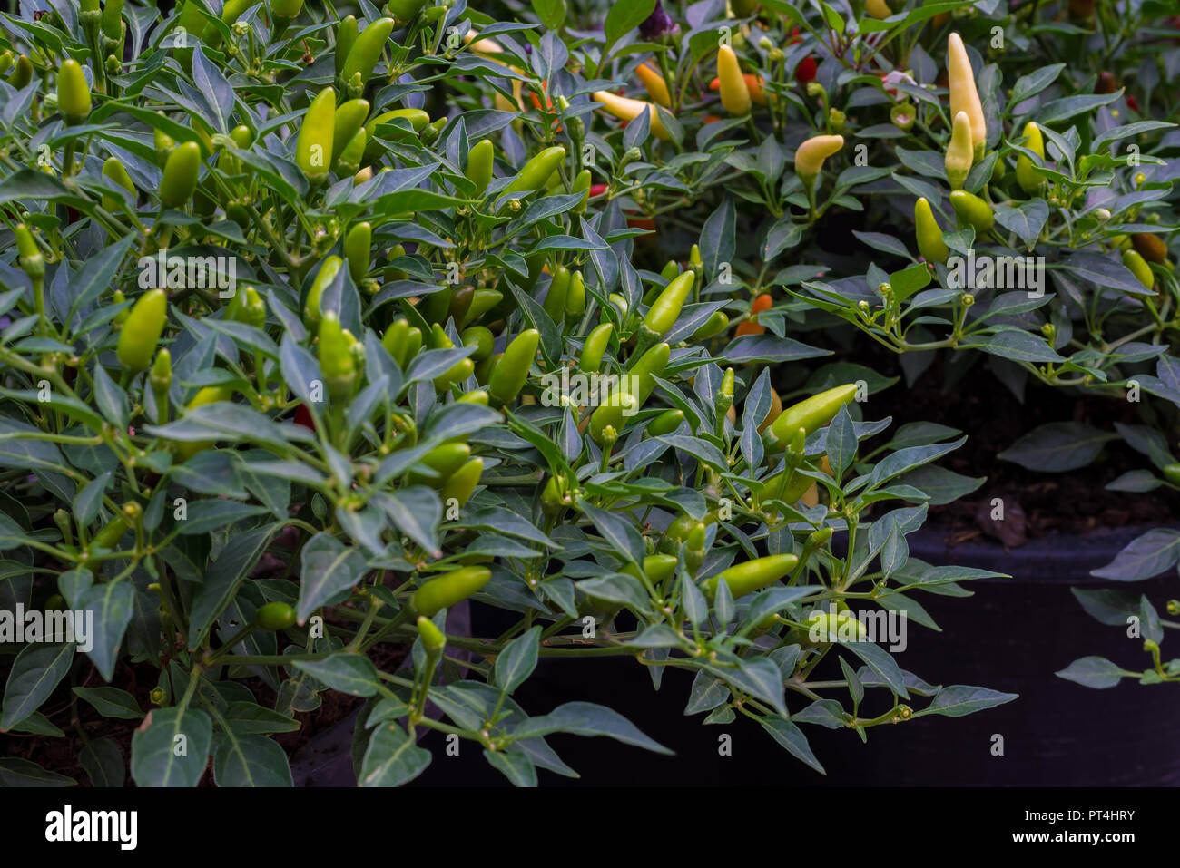 Thai vogel Pfeffer oder Guinea Pfeffer eine der heißesten Chili in Thailand Stockfoto