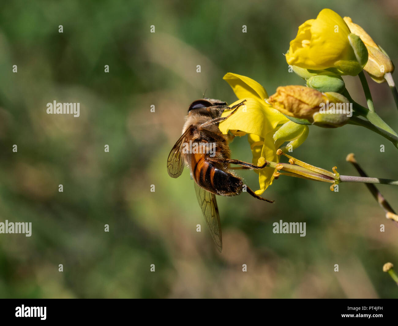 Ein Bee Pollen sammeln auf einem gelben Wildflower, Nahaufnahme Stockfoto