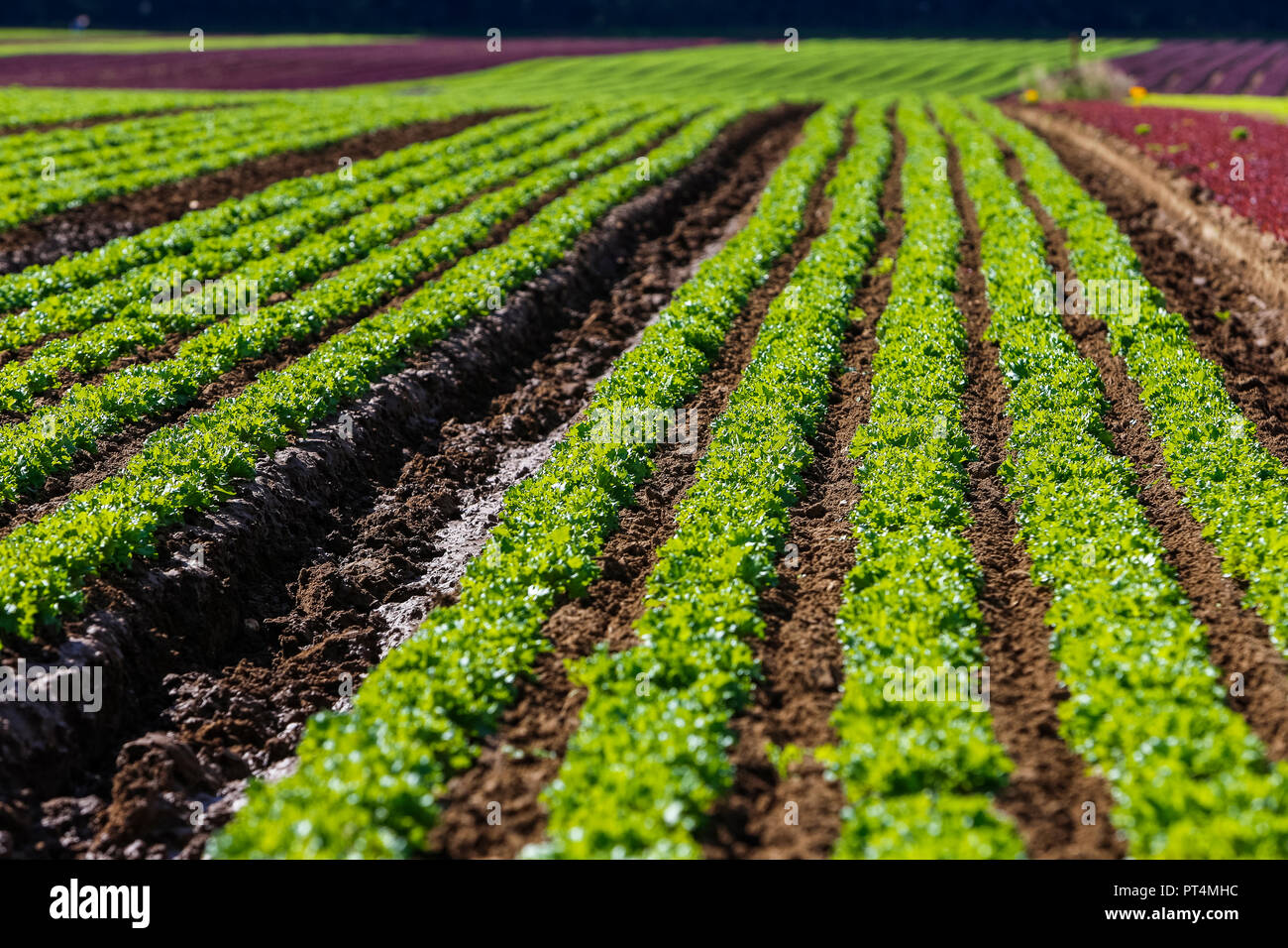 Kopfsalat wächst in einer britischen Feld Stockfoto