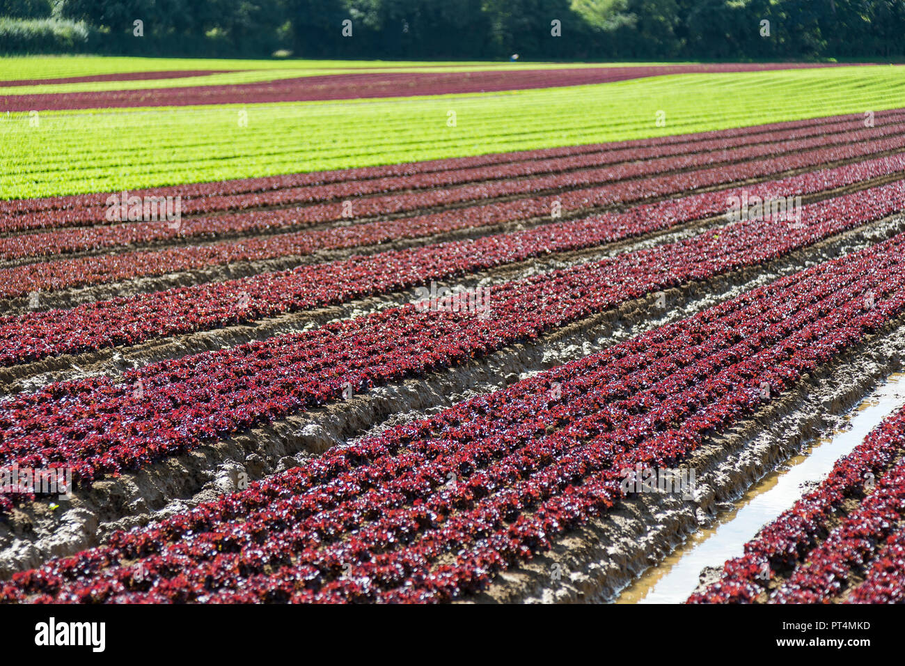 Kopfsalat wächst in einer britischen Feld Stockfoto