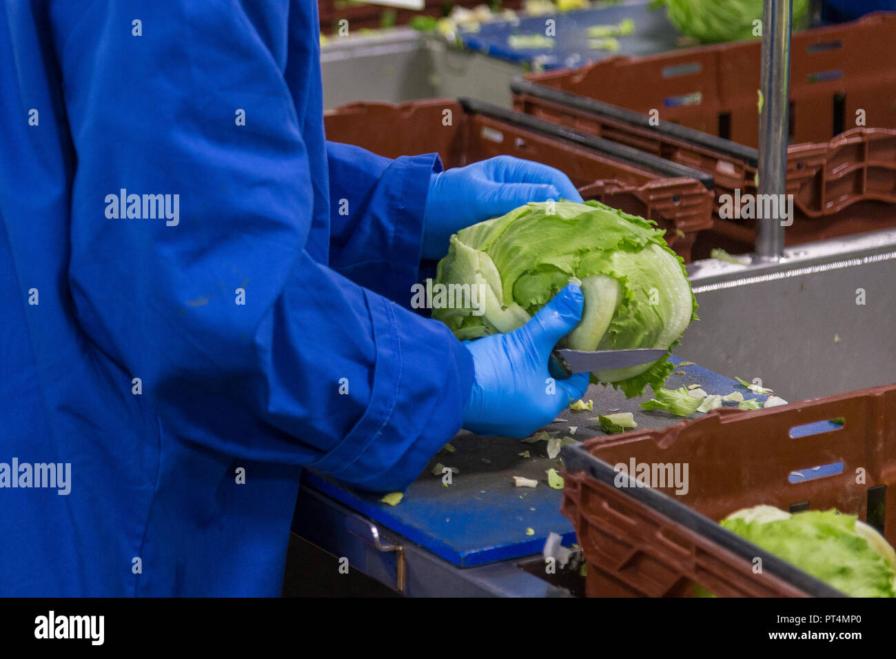 Kopfsalat wächst in einer britischen Feld Stockfoto