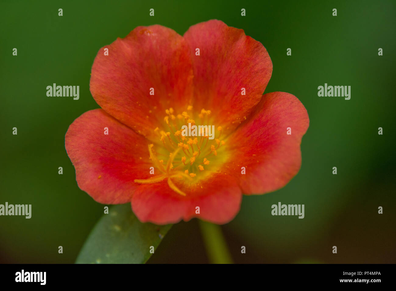 Schöne kleine rote Blume in blured grüner Hintergrund Stockfoto Schöne kleine rote Blume in blured grüner Hintergrund Stockfoto