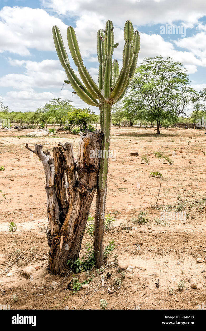 São Domingos do Cariri, Paraiba, Brasilien - Februar, 2018: Die Landschaft der Caatinga Biome Kaktus im Nordosten von Brasilien Stockfoto