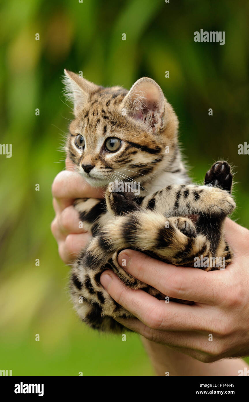 Schwarzfußkatze (Felis nigripes). 6 Wochen altes Kätzchen im Rare Species Conservation Centre, Kent, Großbritannien Stockfoto