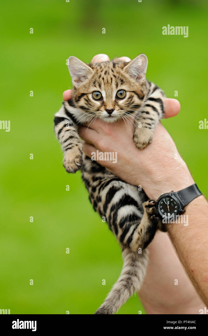 Schwarzfußkatze (Felis nigripes). 6 Wochen altes Kätzchen im Rare Species Conservation Centre, Kent, Großbritannien Stockfoto