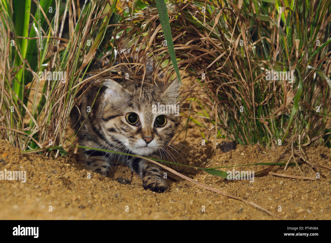 Schwarzfußkatze (Felis nigripes) Südliches Afrika. Captive, Port Lympne Wild Animal Park, Kent, Großbritannien Stockfoto