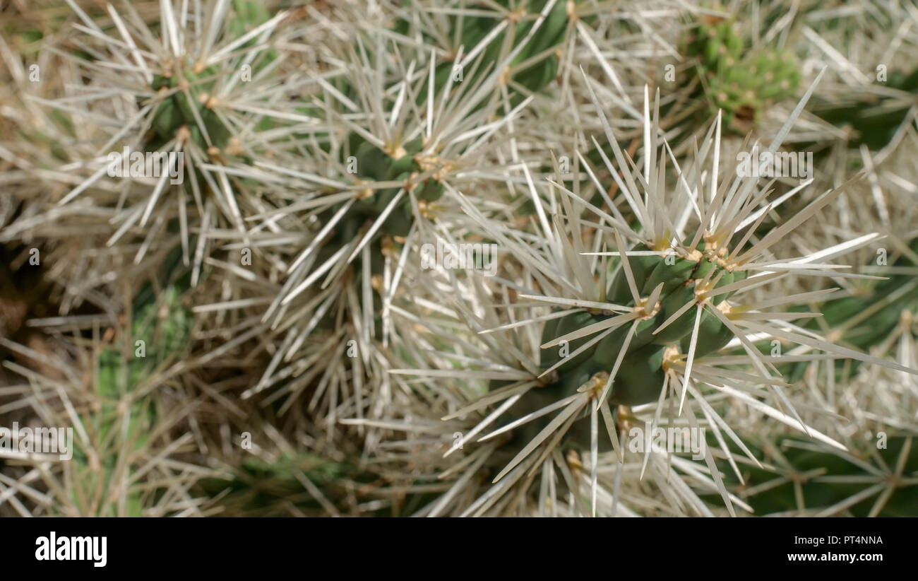 In der Nähe von Kaktus Stacheln, Spitzen und kantigen Stockfoto