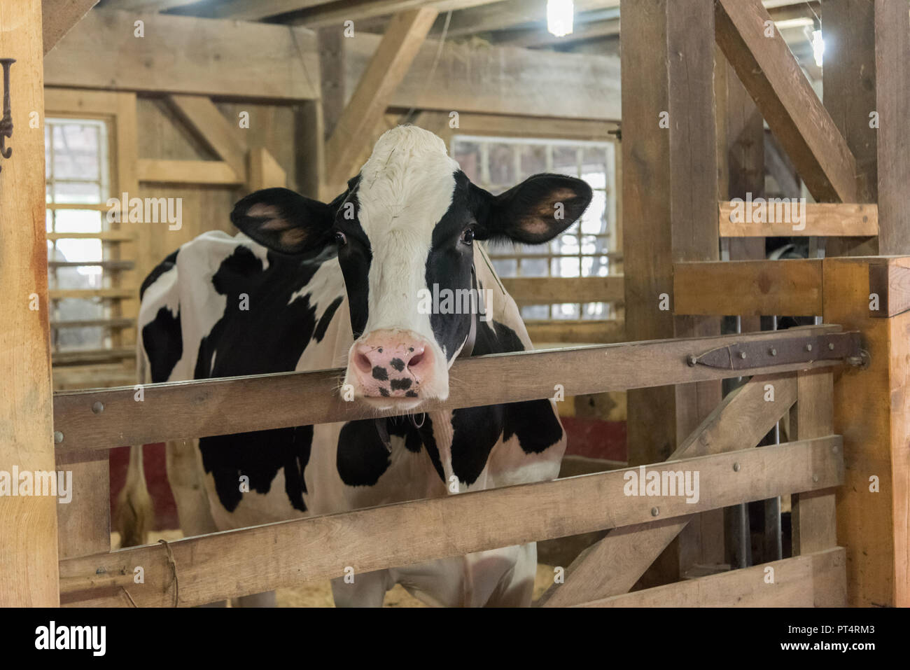 Stammbaum schwarze und weiße Kuh in Holz- stabil auf traditionelle Organic Farm Stockfoto