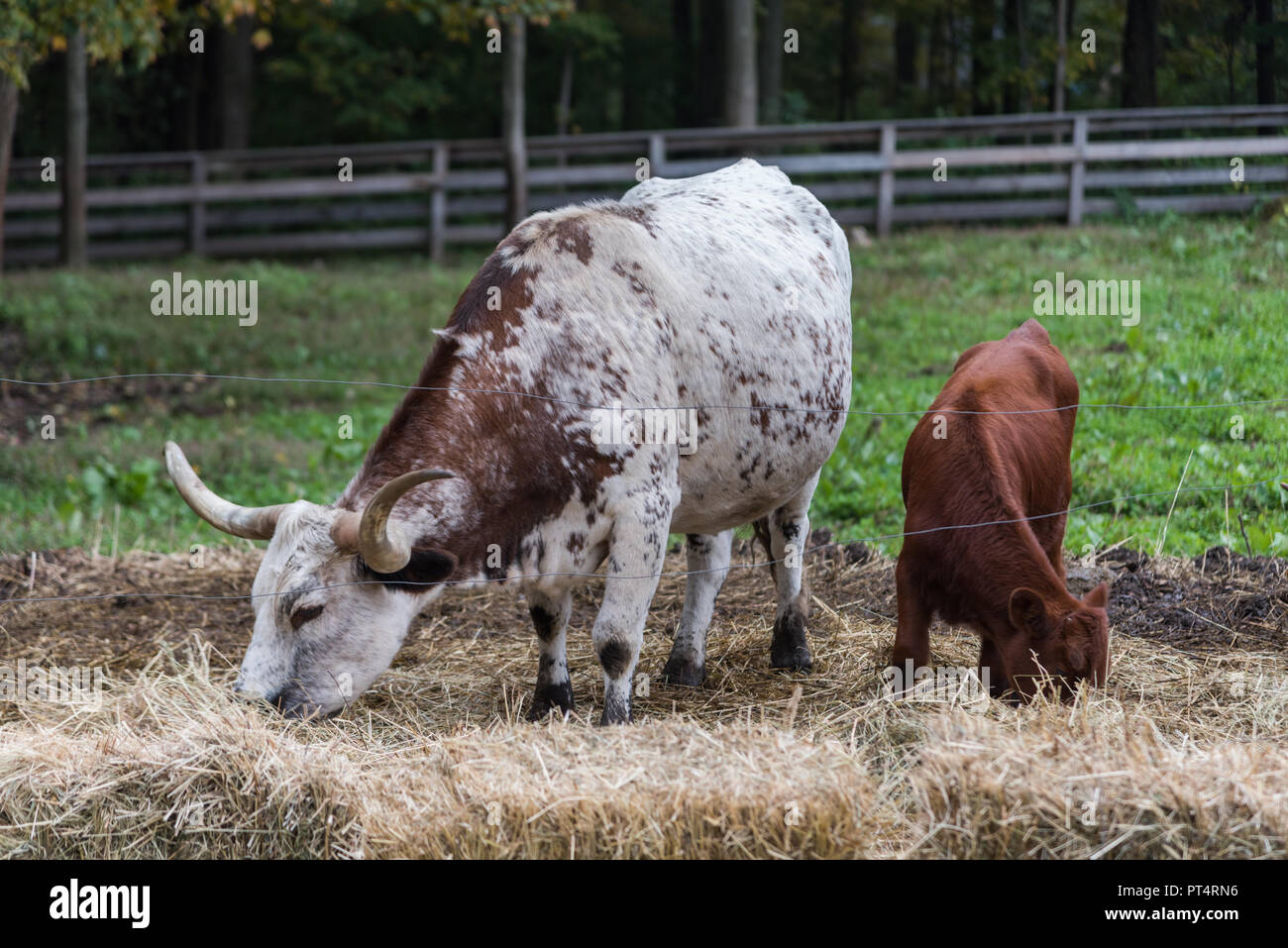 Texas Longhorn Kuh mit riesigen Hörnern und neue Kalb Stockfoto