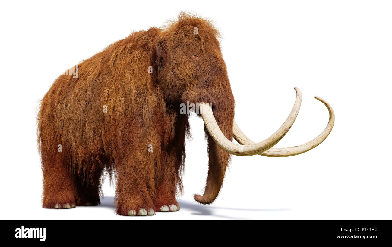 Mammuts, Prähistorische Säugetiere mit Schatten isoliert auf weißem Hintergrund (3d-Abbildung) Stockfoto