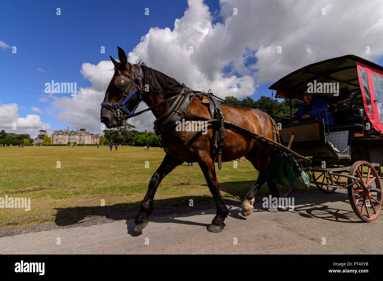 Pferd Zeichnung eine Kutsche mit Touristen auf einer Tour von Muckross House in Killarney National Park Stockfoto