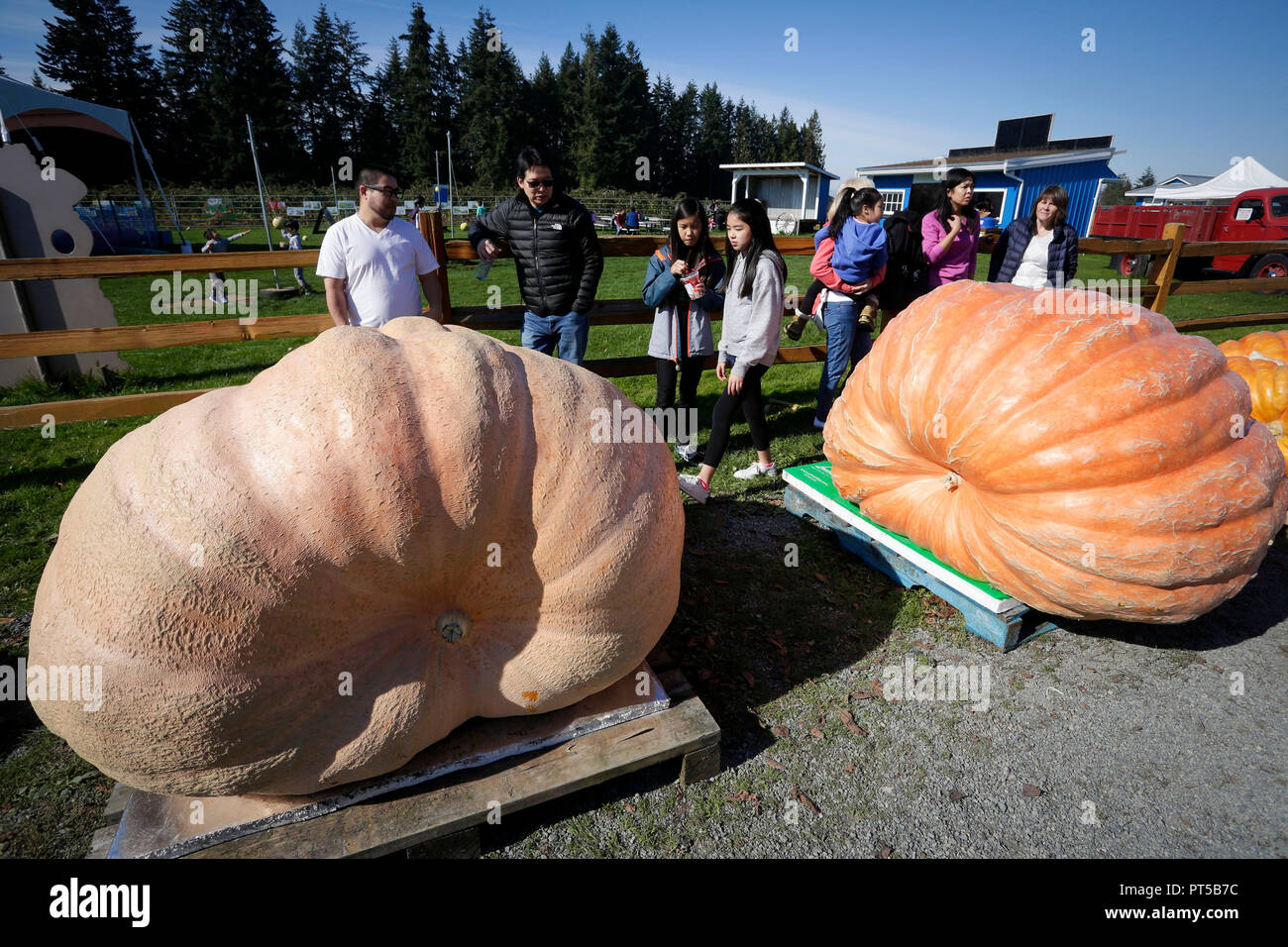 Langley, Kanada. 6. Okt, 2018. Leute schauen auf einen riesigen Kürbis während des Riesenkürbis Weigh-Off Ereignis in Langley, Kanada, Oktober 6, 2018. Credit: Liang Sen/Xinhua/Alamy leben Nachrichten Stockfoto