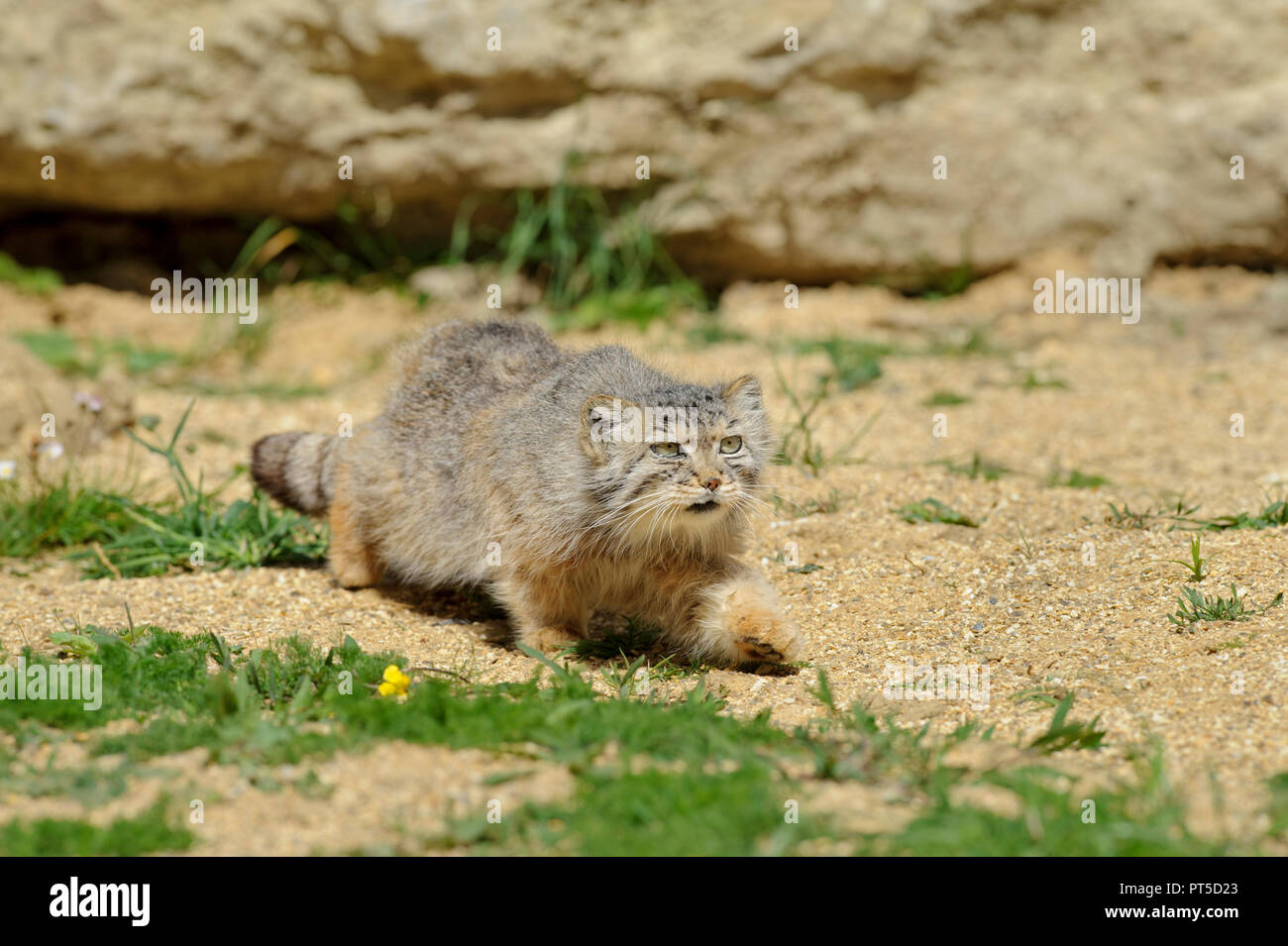 Pallas-Katze (Otocolobus manul) Zentralasien. Captive Port Lympne Wild Animal Park, Kent, Großbritannien Stockfoto