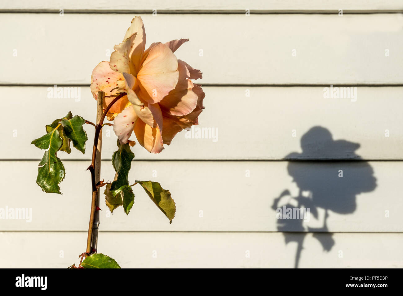 Pfirsichfarbene Rose mit Schatten auf einen weiß lackierten Holz- Hintergrund Stockfoto