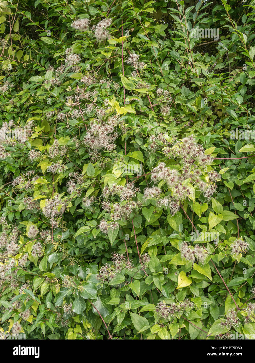 Herbstliche Reisenden Freude/Clematis vitalba - ausgedehnte über eine Hecke. Plumed Samen sichtbar. Teile sind als Heilpflanze in pflanzliche Heilmittel verwendet. Stockfoto