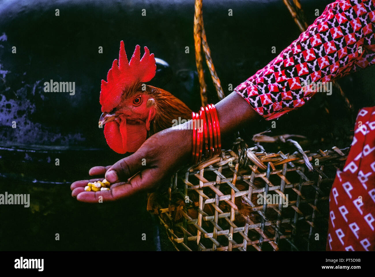 Stolzer Hahn in Holz- Tasche mit schwarzen und roten Federn zum Verkauf. Hand mit Mais. Analoge Fotografie Stockfoto