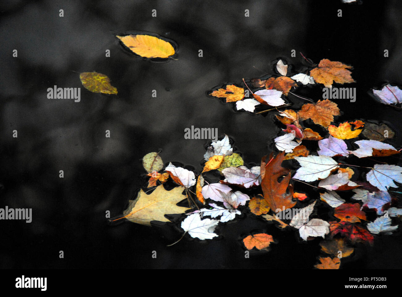 New England Herbst Farben - bunte Blätter schwimmen auf dunklen Wasser einen wunderbaren Hintergrund erstellen. Stockfoto