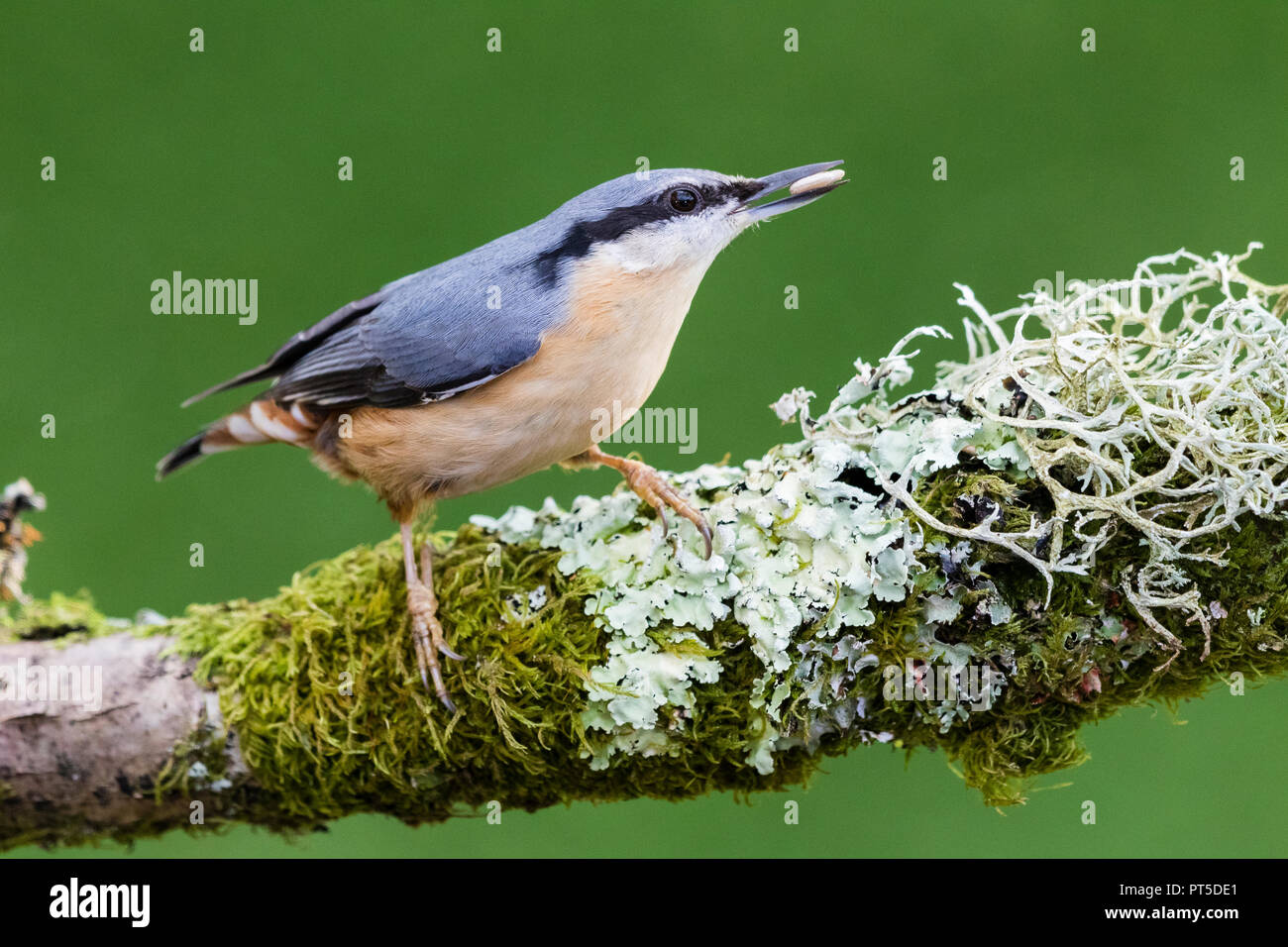 Europäische Kleiber Futter im Herbst in Mid Wales Stockfoto