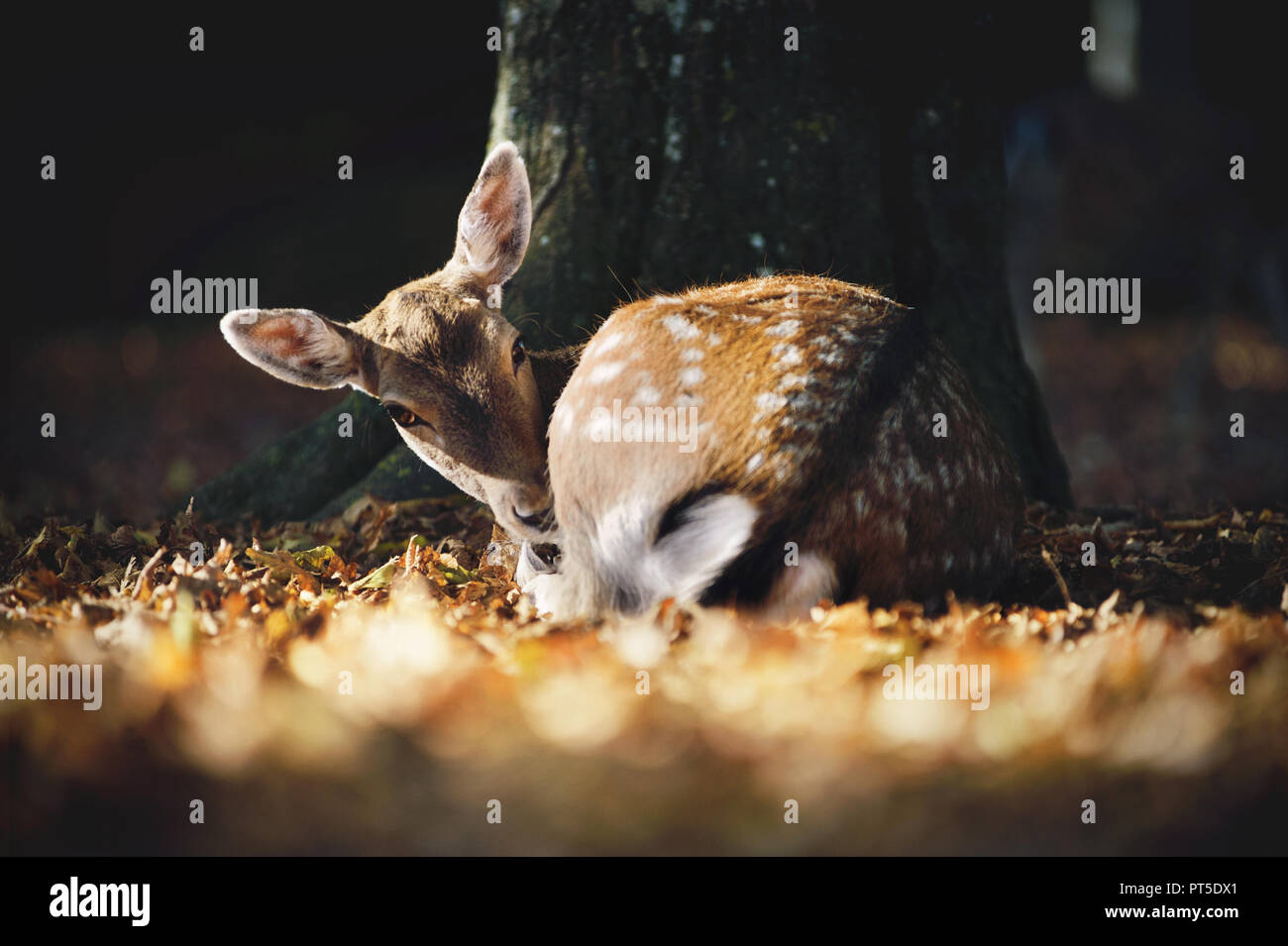 Damwild unter dem Baum in der fallenden Blätter liegen. Herbstliche Atmosphäre. Stockfoto
