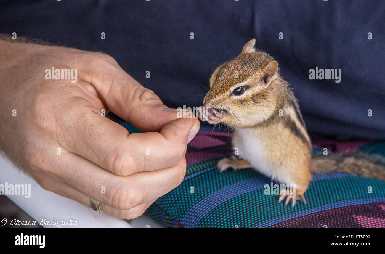 Essen Chipmunk, der menschlichen Finger mit einem Samen, Fütterung Wildtiere, Nahaufnahme Stockfoto