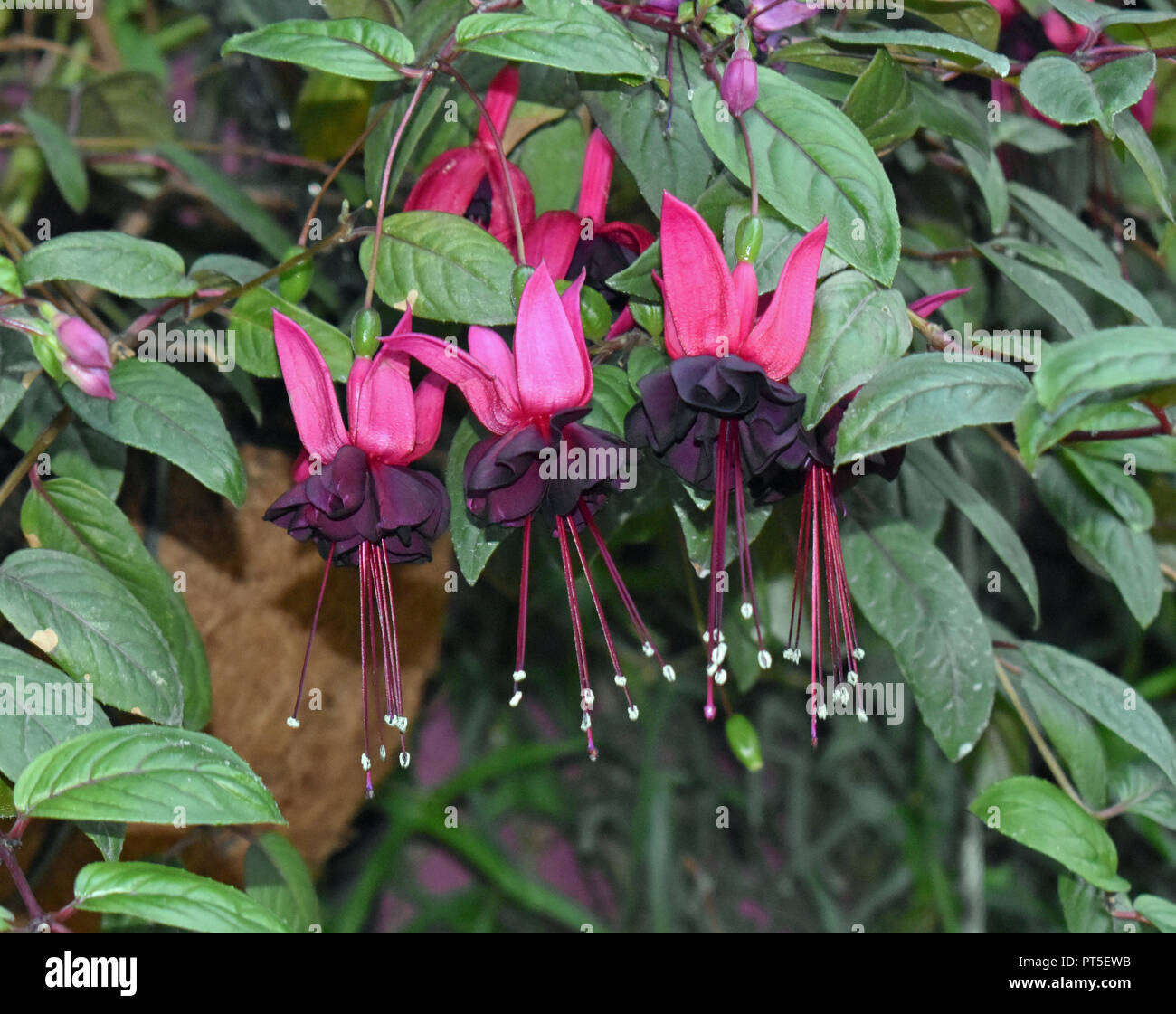 Fuscia Glocken Stockfoto