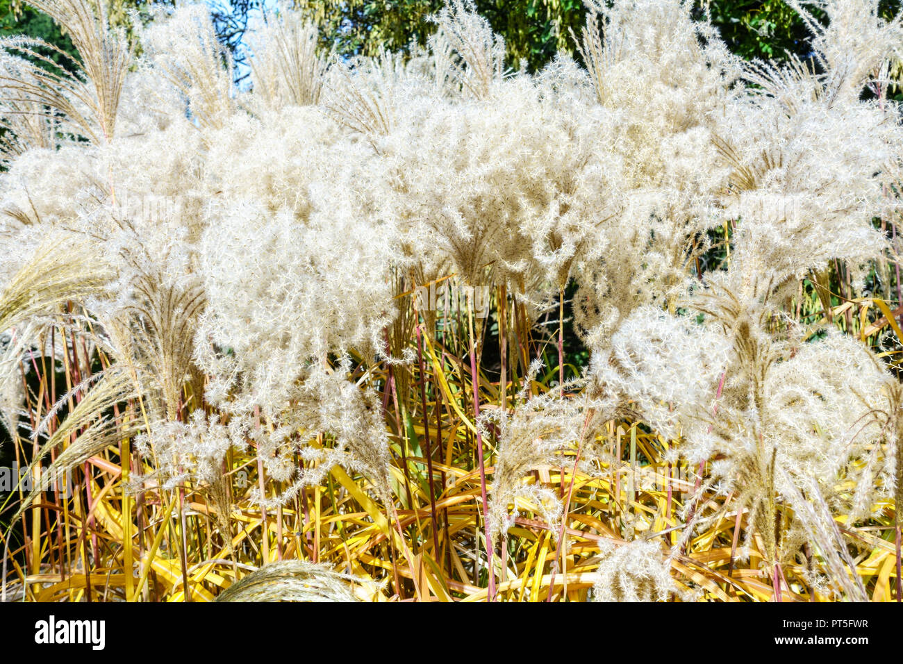 Miscanthus sinensis 'Malepartus', Chinesisch silber Gras, samenköpfe Stockfoto