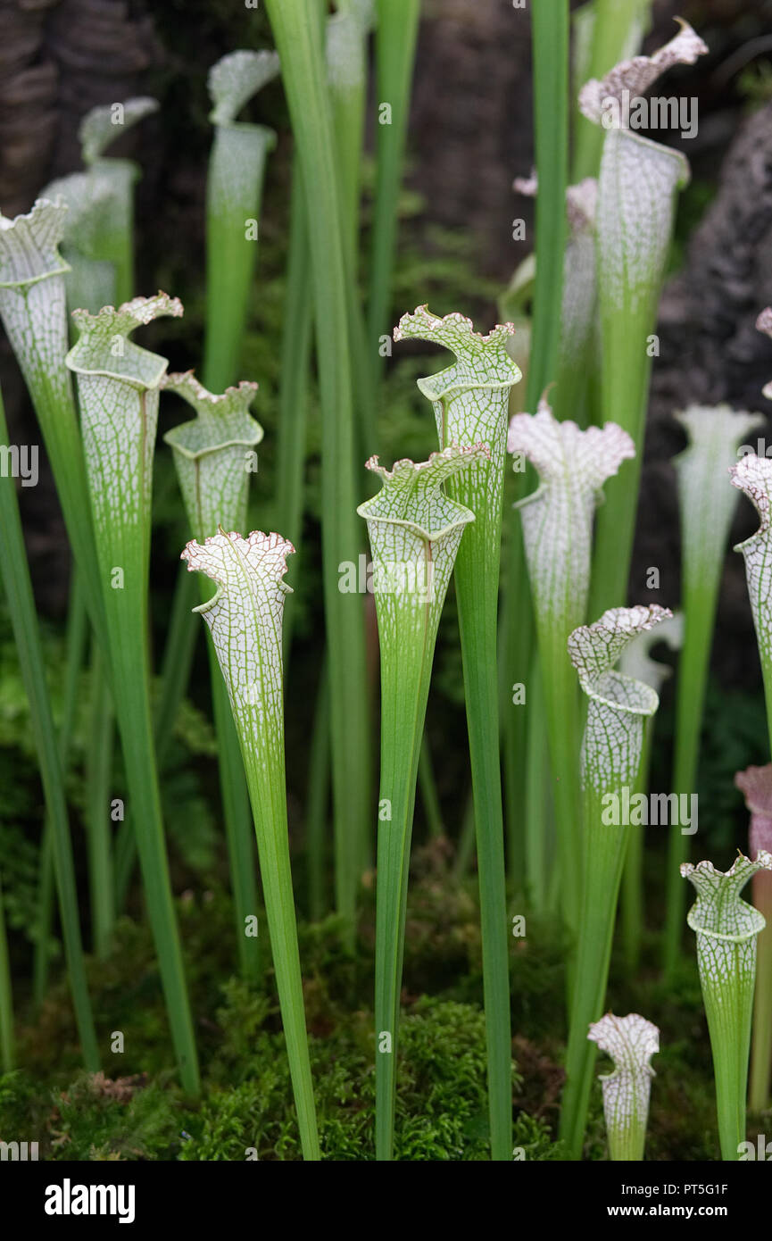 Arracenia Blumen, Fleisch fressenden Trompete Schlauchpflanzen Stockfoto