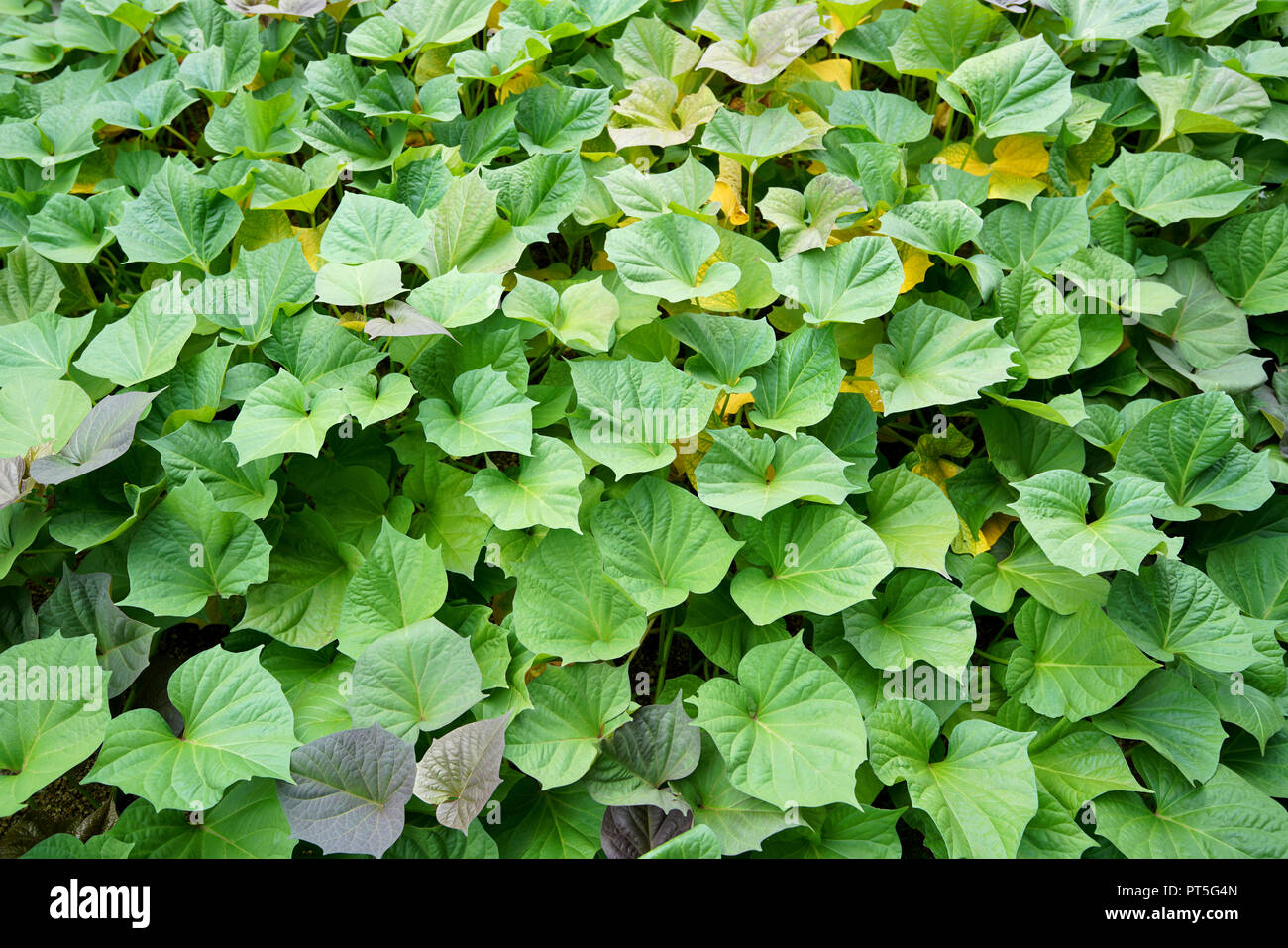 Grüne Kartoffel Pflanzen in Feld Stockfoto