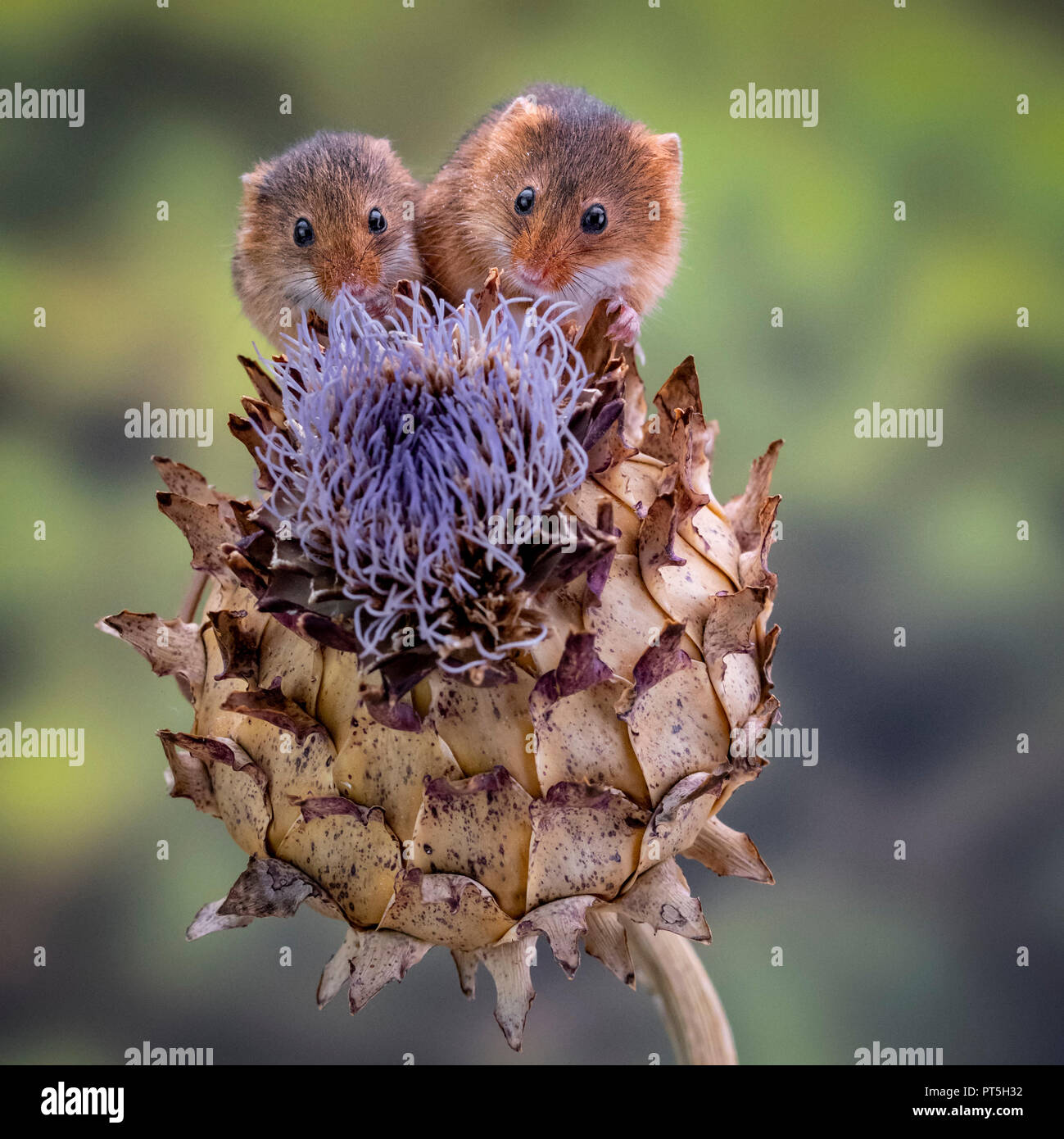 Zwei Ernte Mäuse sitzen auf einer Distel Samen Kopf. Stockfoto