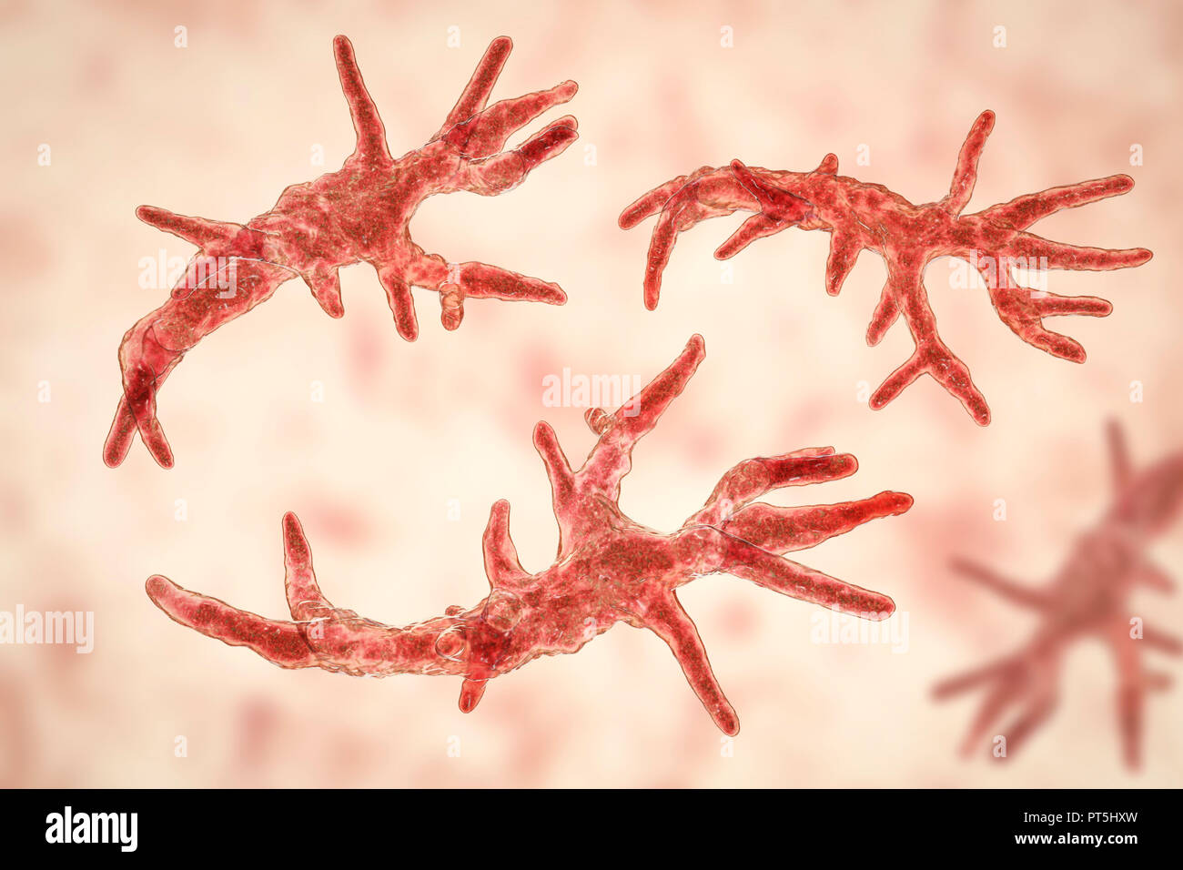 Balamuthia mandrillaris Amöben, computer Abbildung. Dies ist der reproduktiven Phase des Organismus, trophozoite bilden. B. mandrillaris, einer frei lebenden einzelliger Organismus, ist in Wasser und Boden in gemäßigten Regionen gefunden. Infektionen sind selten, aber es kann die Krankheit granulomatöse amöbische Enzephalitis (GAE) des Gehirns verursachen, ist fast immer tödlich. Stockfoto