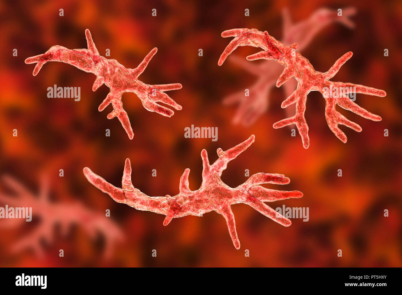 Balamuthia mandrillaris Amöben, computer Abbildung. Dies ist der reproduktiven Phase des Organismus, trophozoite bilden. B. mandrillaris, einer frei lebenden einzelliger Organismus, ist in Wasser und Boden in gemäßigten Regionen gefunden. Infektionen sind selten, aber es kann die Krankheit granulomatöse amöbische Enzephalitis (GAE) des Gehirns verursachen, ist fast immer tödlich. Stockfoto