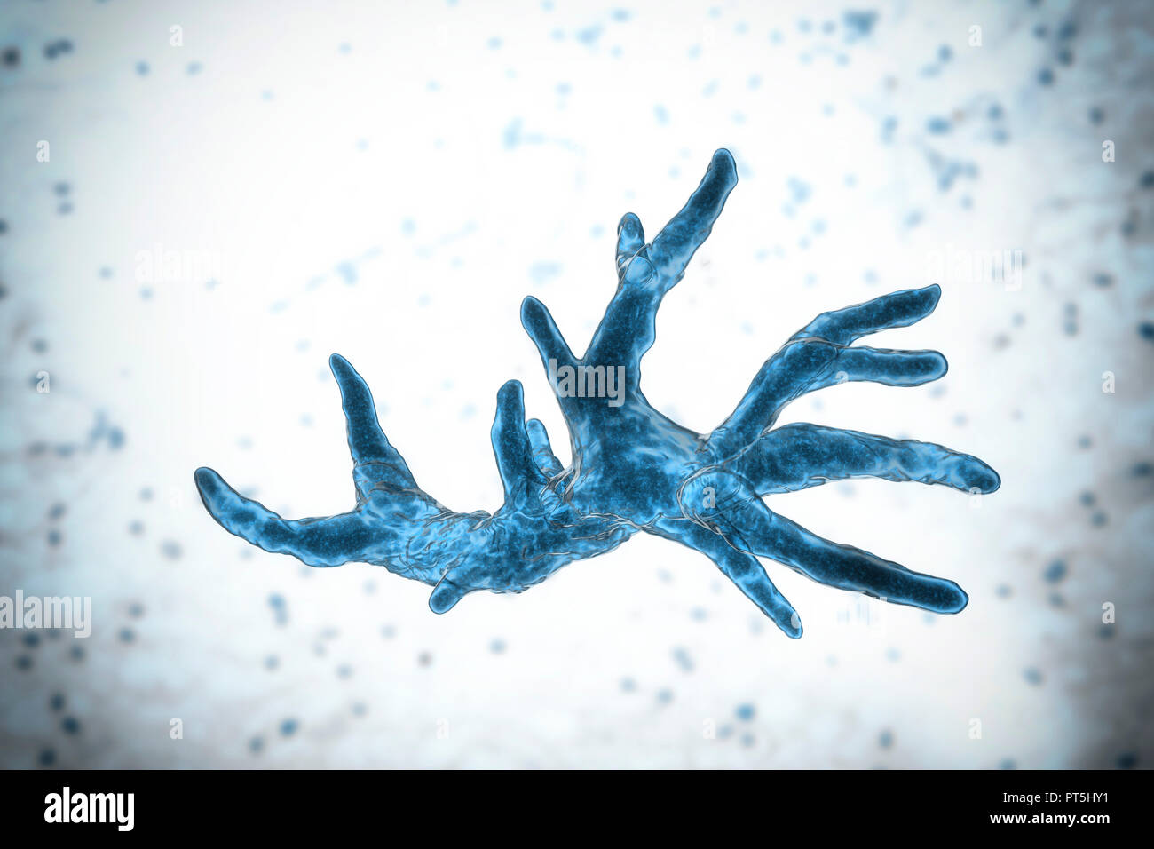 Balamuthia mandrillaris Amöben, computer Abbildung. Dies ist der reproduktiven Phase des Organismus, trophozoite bilden. B. mandrillaris, einer frei lebenden einzelliger Organismus, ist in Wasser und Boden in gemäßigten Regionen gefunden. Infektionen sind selten, aber es kann die Krankheit granulomatöse amöbische Enzephalitis (GAE) des Gehirns verursachen, ist fast immer tödlich. Stockfoto