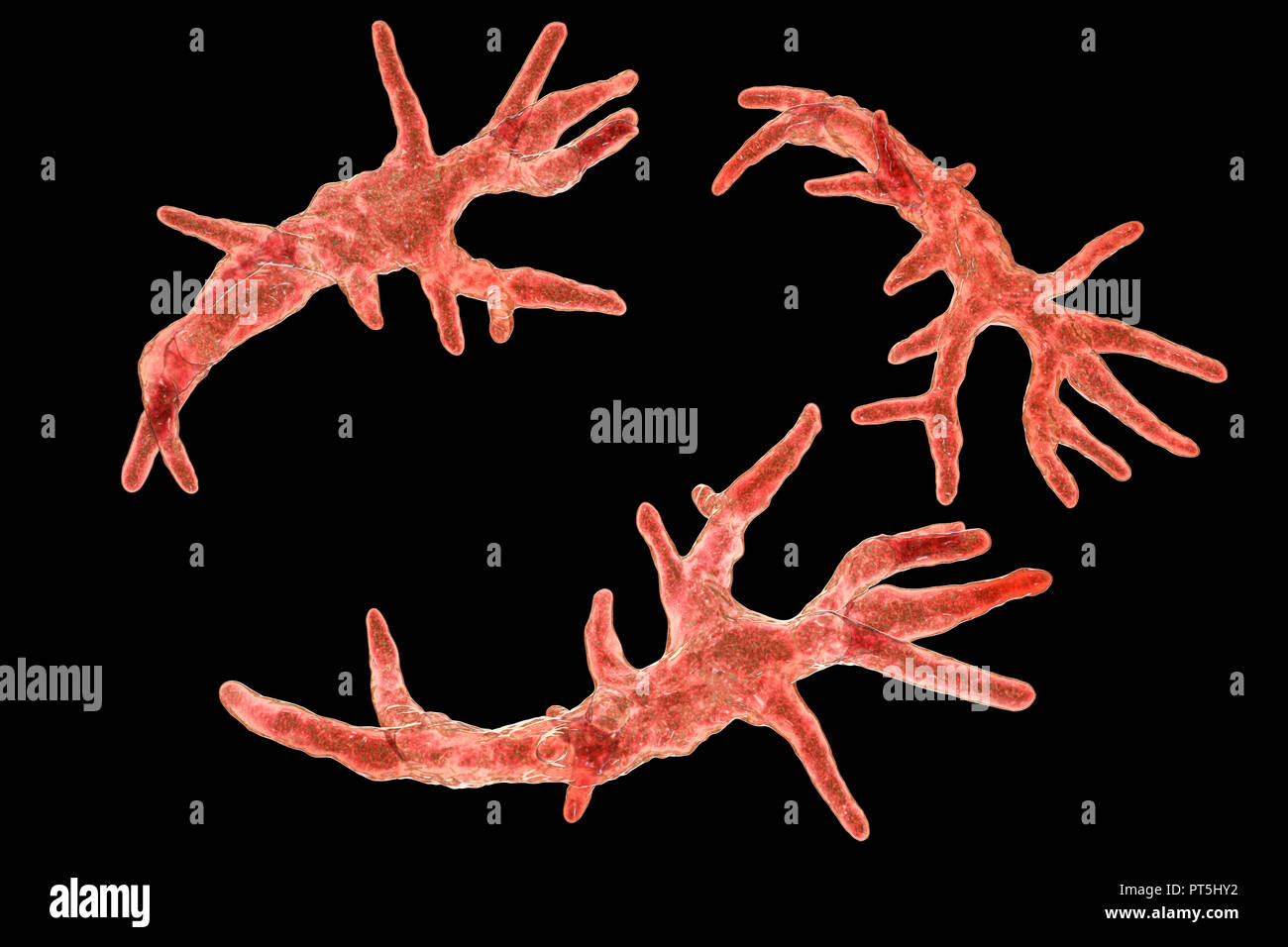 Balamuthia mandrillaris Amöben, computer Abbildung. Dies ist der reproduktiven Phase des Organismus, trophozoite bilden. B. mandrillaris, einer frei lebenden einzelliger Organismus, ist in Wasser und Boden in gemäßigten Regionen gefunden. Infektionen sind selten, aber es kann die Krankheit granulomatöse amöbische Enzephalitis (GAE) des Gehirns verursachen, ist fast immer tödlich. Stockfoto