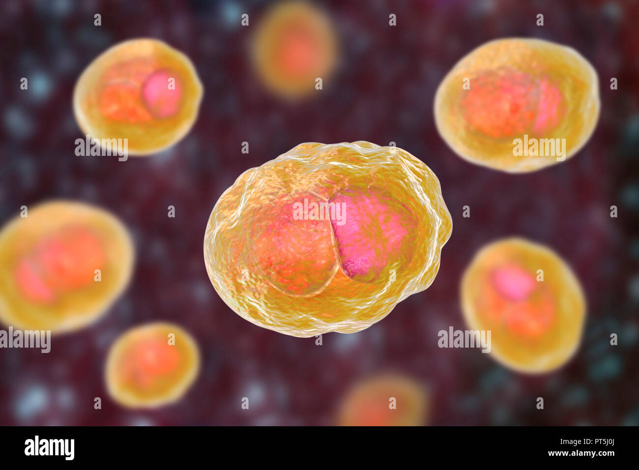 Chlamydia trachomatis Bakterien. Computer zeigt eine Aufnahme aus einer Gruppe von Chlamydia reticulate Körper (intrazelluläre Multiplikation Bühne, kleine orange Kugeln) in der Nähe des Nukleus (rosa) einer Zelle. Chlamydia trachomatis verursacht eine sexuell übertragbare Infektion, die unentdeckt verursachen Unfruchtbarkeit gehen können. Es verursacht auch die Augenkrankheit Trachom, die zu Blindheit führen kann. Stockfoto