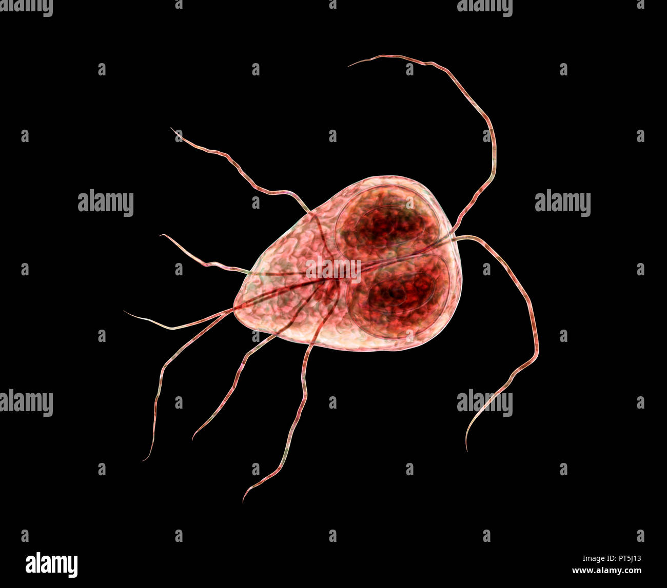 Giardialamblia(Giardia intestinalis) Parasit, computer Abbildung