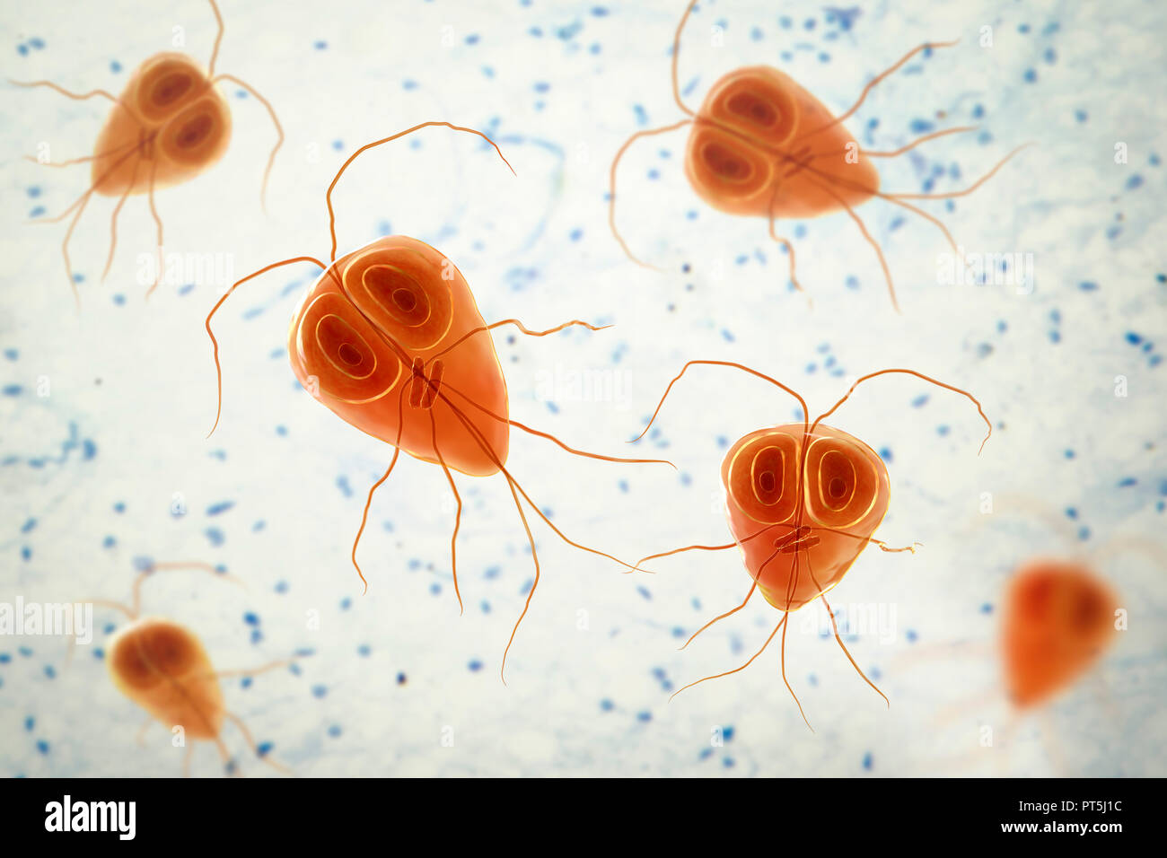 Giardialamblia(Giardia intestinalis) Parasit, computer Abbildung