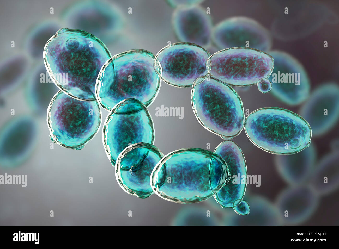 Hefezellen. Computer Abbildung: angehende Hefezellen (Saccharomyces cerevisiae) hergestellt. Wie Bäcker- oder Bierhefe bekannt, dieser Pilz besteht aus einzelnen vegetativen Zellen. Die größeren 'Mutter' Zellen sind angehende aus kleineren Tochter Zellen nach der Zellteilung. Saccharomyces cerevisiae ist in der Lage, zu gären Zucker, Alkohol und Kohlendioxid in den Prozess. Es ist seit langem in der Brauen von Bier benutzt worden, die Produktion von Wein und gesäuertes Brot backen (wodurch der Teig zu steigen). Außerdem ist es als Probiotika in der Behandlung von Durchfallerkrankungen Infektionen eingesetzt. Stockfoto