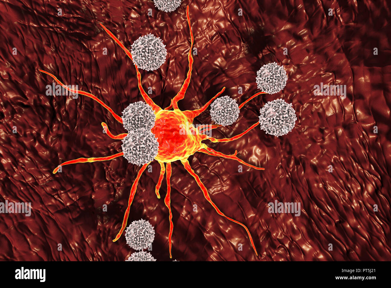 T-Lymphozyten Zellen angreifen einer Krebszelle, computer Abbildung. T-Lymphozyten sind eine Art von weißen Blutkörperchen, die einem bestimmten Standort (Antigen) auf der Oberfläche der Krebszellen oder Krankheitserreger und Binden an das erkennen. Einige T-Lymphozyten dann Signal für andere Zellen des Immunsystems die Zelle zu beseitigen. Die genetischen Veränderungen, die eine Zelle verursachen cancerous führen zu der Präsentation der Tumor Antigene auf der Oberfläche der Zelle zu werden. Stockfoto
