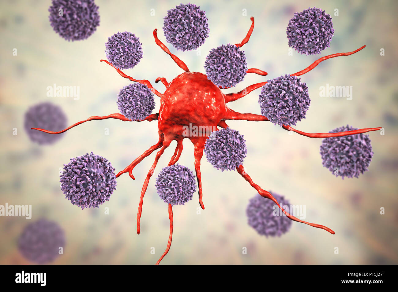 T-Lymphozyten Zellen angreifen einer Krebszelle, computer Abbildung. T-Lymphozyten sind eine Art von weißen Blutkörperchen, die einem bestimmten Standort (Antigen) auf der Oberfläche der Krebszellen oder Krankheitserreger und Binden an das erkennen. Einige T-Lymphozyten dann Signal für andere Zellen des Immunsystems die Zelle zu beseitigen. Die genetischen Veränderungen, die eine Zelle verursachen cancerous führen zu der Präsentation der Tumor Antigene auf der Oberfläche der Zelle zu werden. Stockfoto