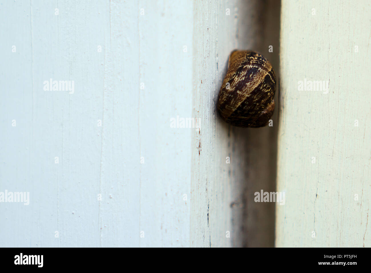 Nahaufnahme von hibernating Schnecke in zwischen weißen Zaun Stockfoto