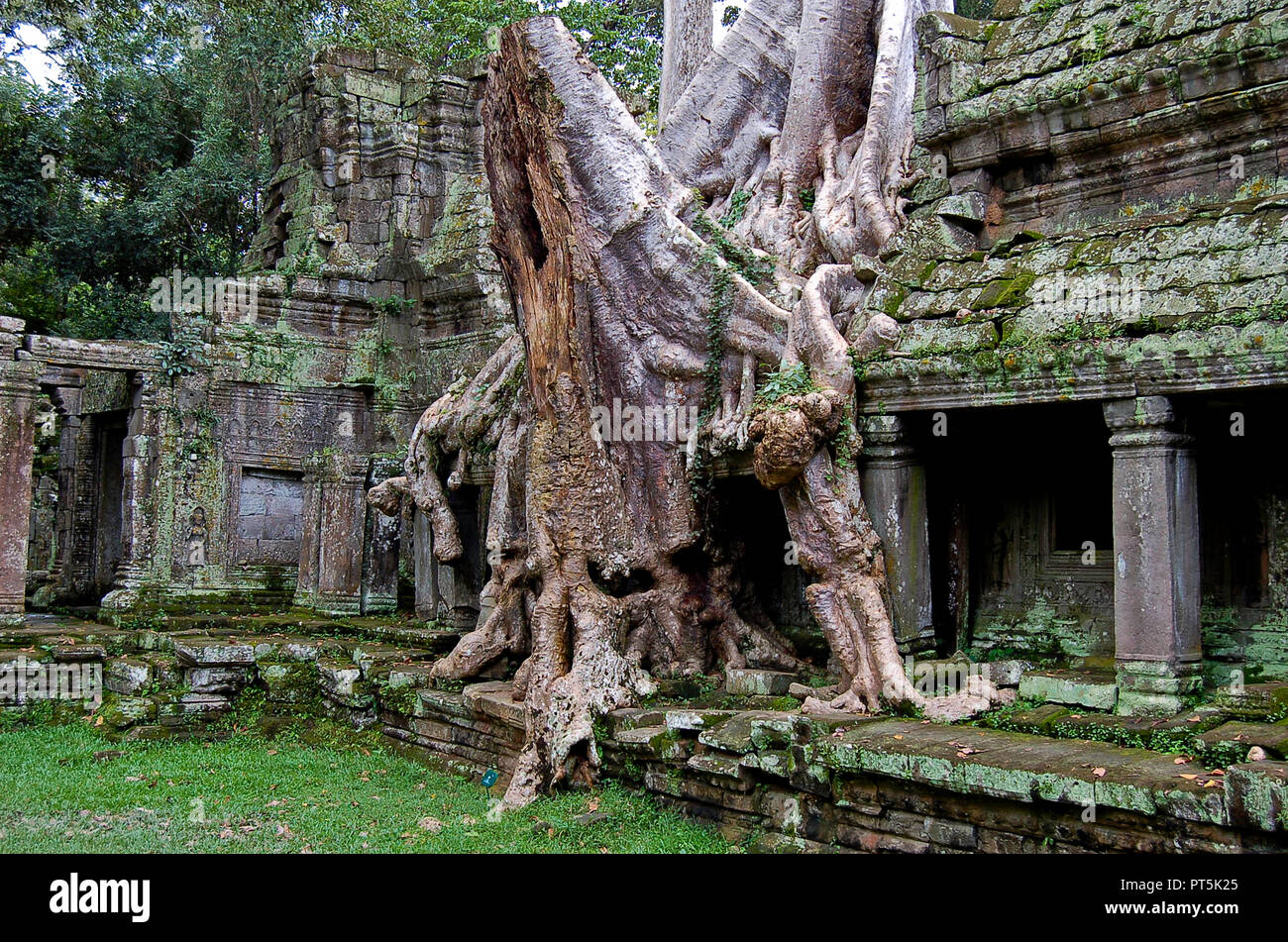 Wurzeln, die Ruinen des Tempels von Angkor Wat, Kambodscha Stockfoto