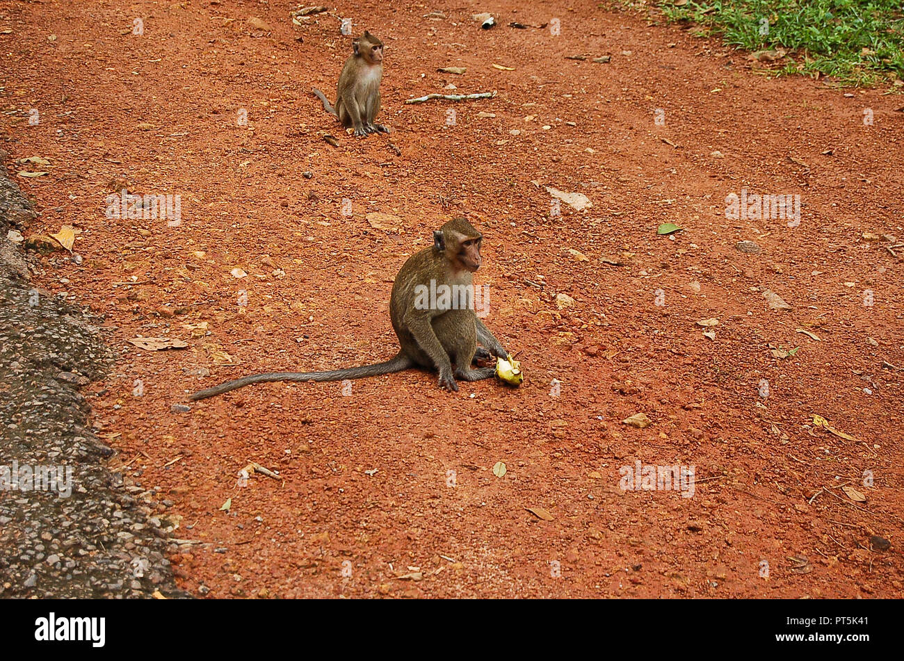 Affe in die Tempel von Angkor Wat in Canbodia Stockfoto