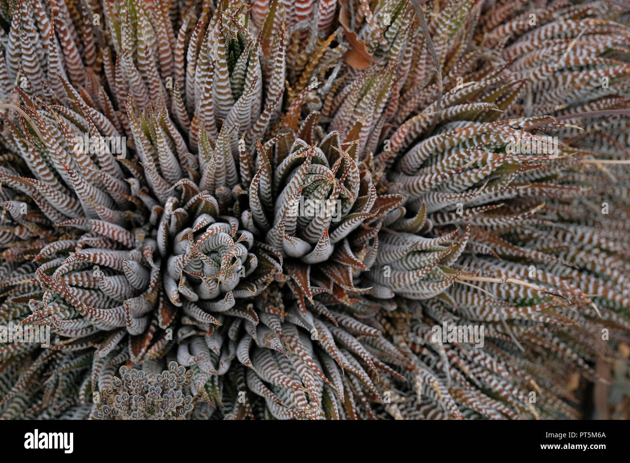 Abstrakte Haworthia Stockfoto