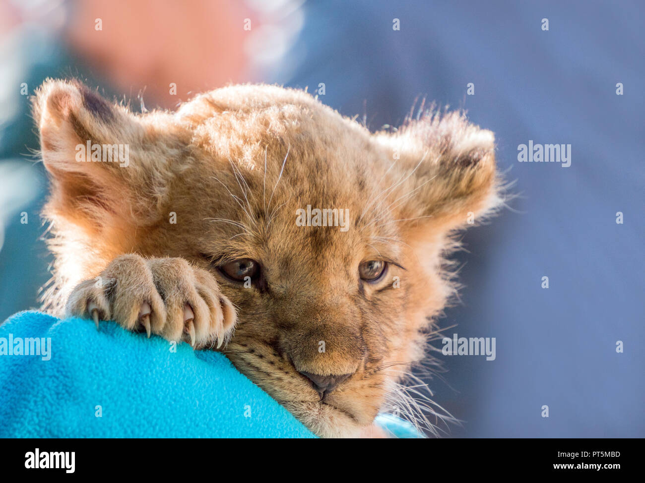 Lion cub sitzen und Scharren, in der Nähe Stockfoto