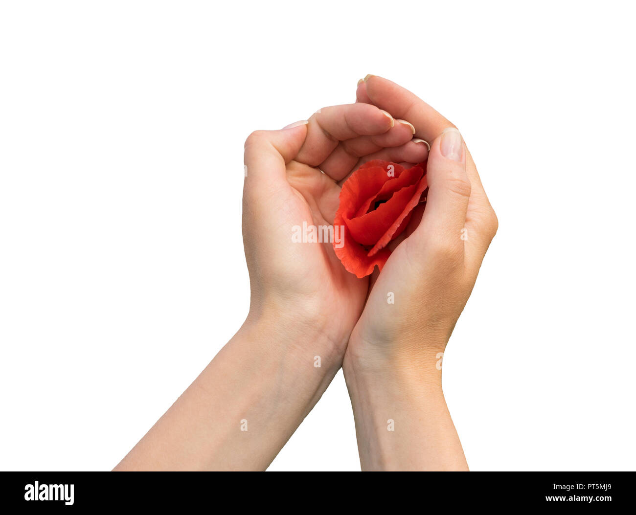 Mohn in den Mädchen Hände auf weißem Hintergrund. Vorderansicht. Stockfoto